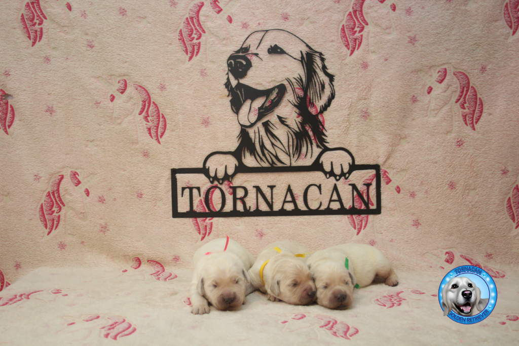 Camada golden retriever