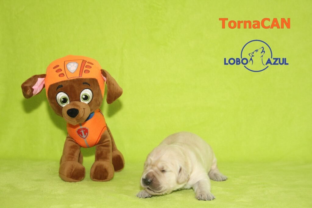Zuma de Tornacan 2 M Naranja 1 8d