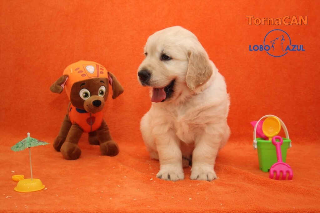 Zuma de Tornacan 5 M Naranja 2 36d