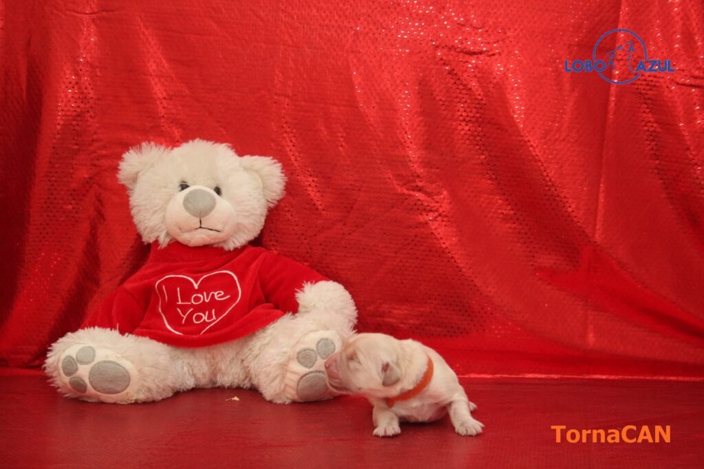 Zuma de Tornacan 1 M Naranja 3 1dia lobo