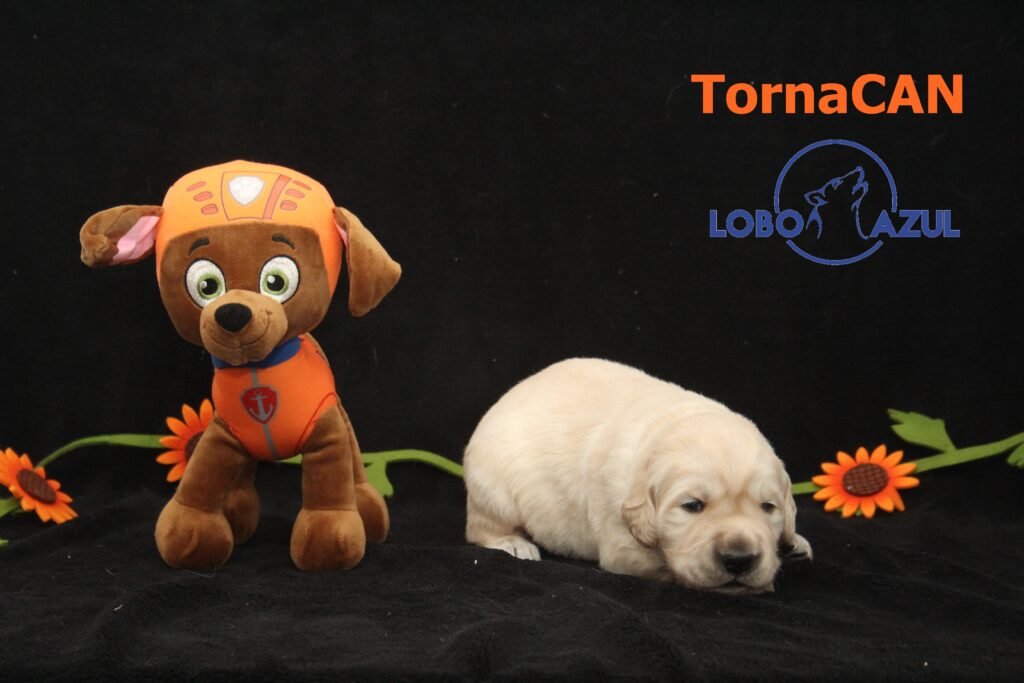 Zuma de Tornacan 3 M Naranja 4 15d