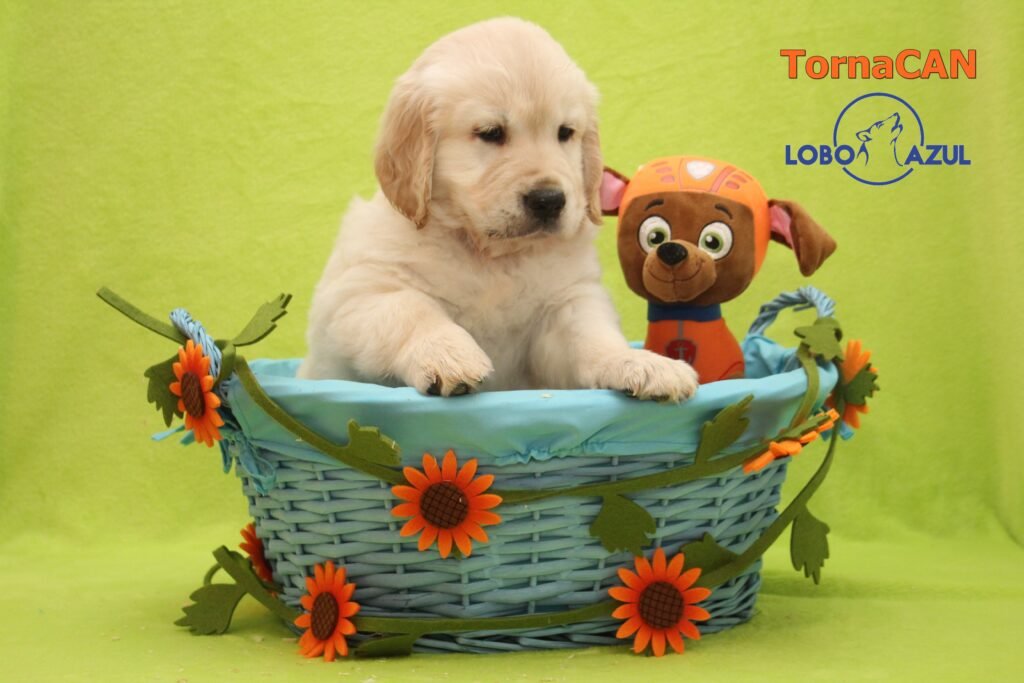 Zuma de Tornacan 7 M Naranja 6 43d