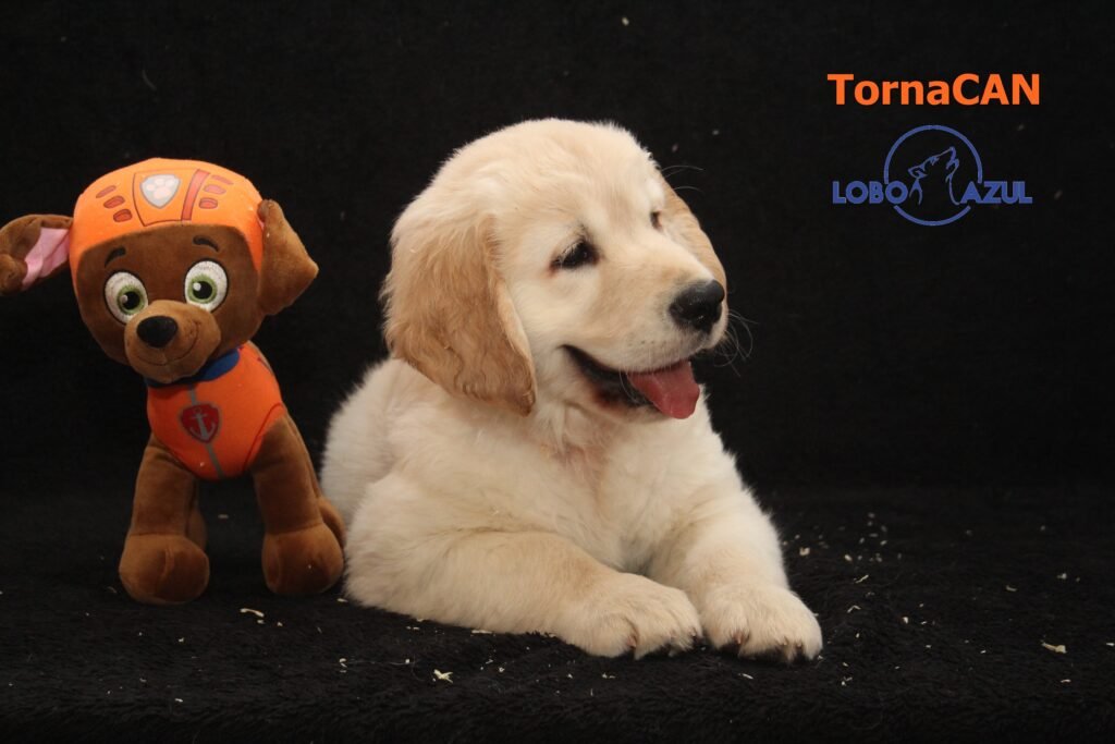 Zuma de Tornacan 9 M Naranja 6 57d