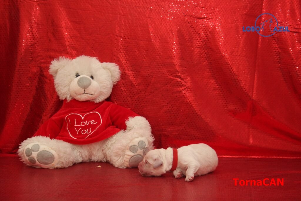 Marshall de TornaCan 1 M Rojo 1 1dia lobo