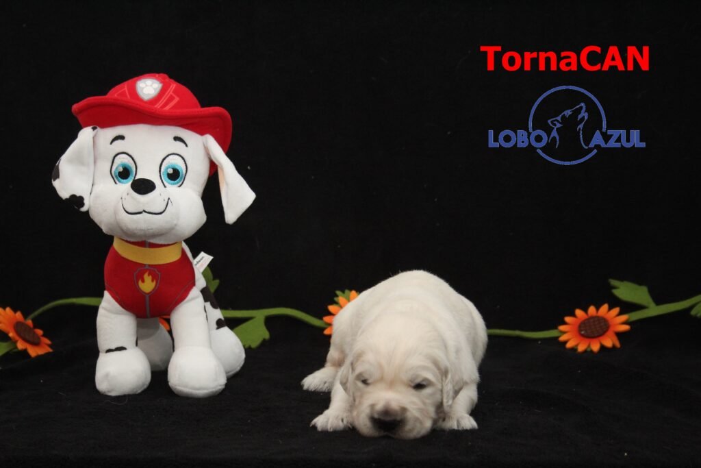 Marshall de TornaCan 3 M Rojo 2 15d