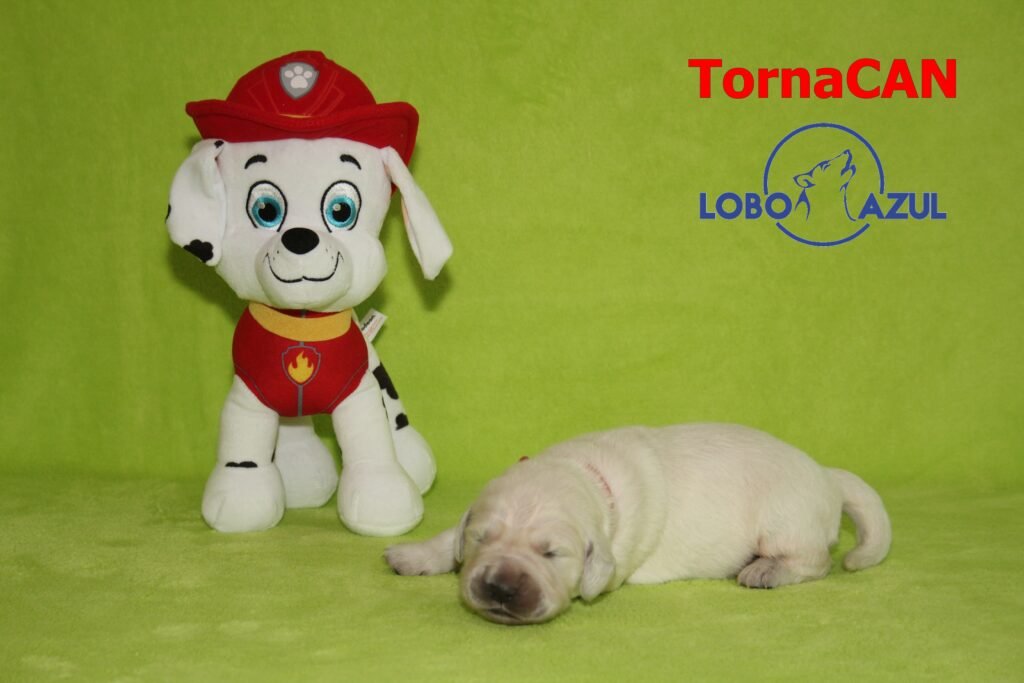 Marshall de TornaCan 2 M Rojo 2 8d