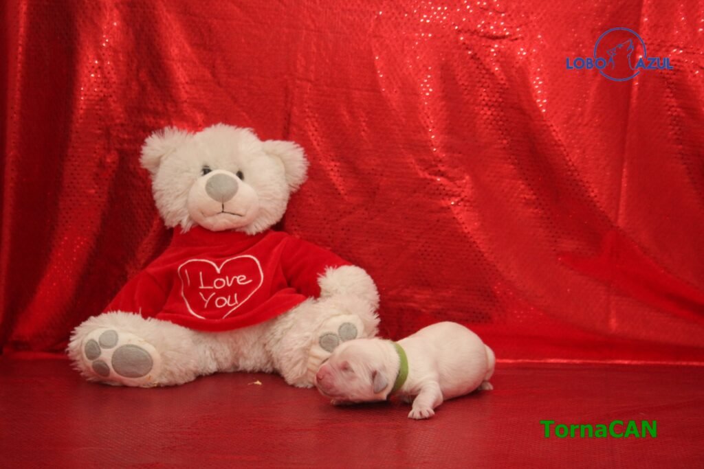 Rocky de TornaCan 1 M Verde 1 1dia lobo