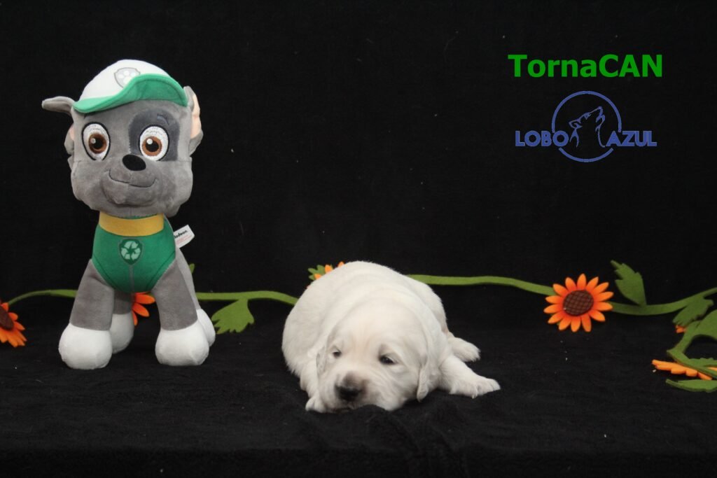 Rocky de TornaCan 3 M Verde 2 15d