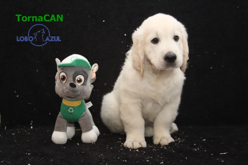 Rocky de TornaCan 8 M Verde 2 57d