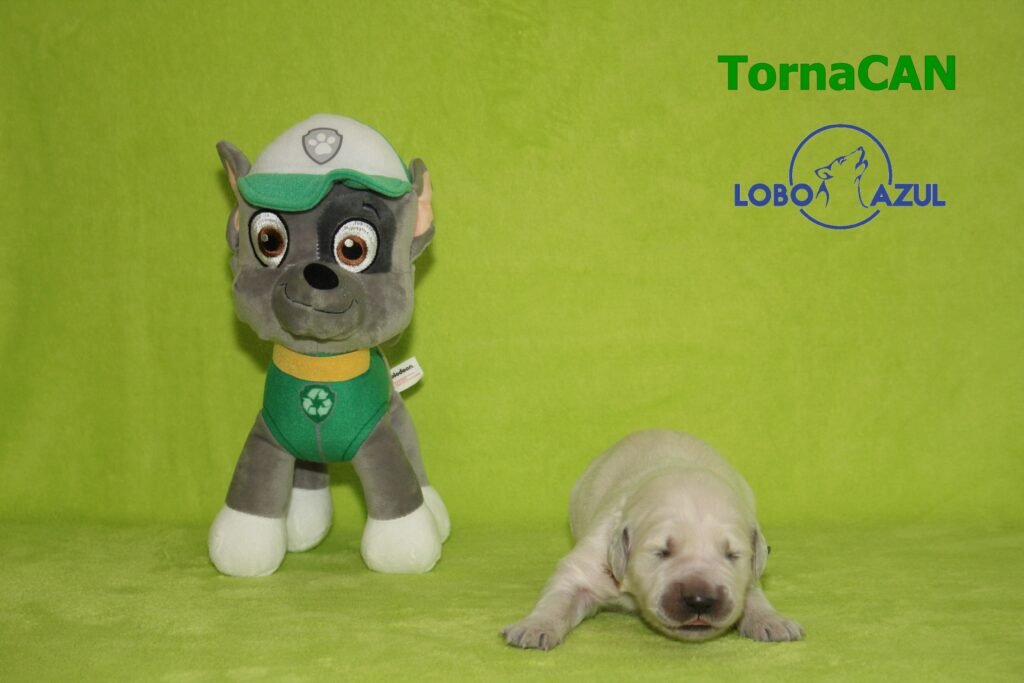 Rocky de TornaCan 2 M Verde 2 8d