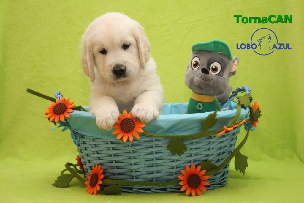 Rocky de TornaCan 6 M Verde 3 43d