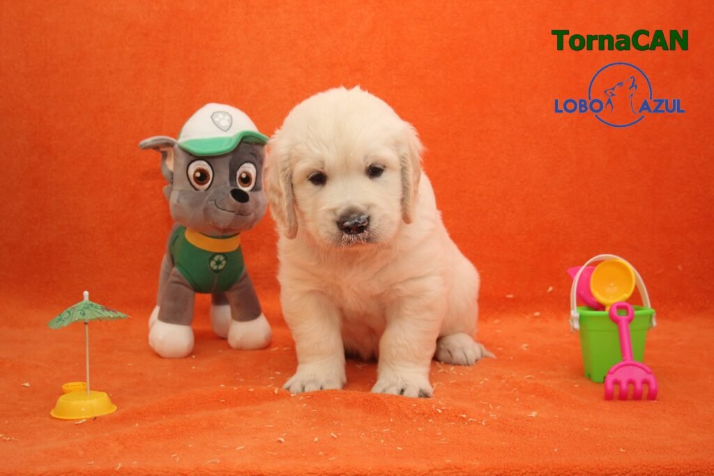 Rocky de TornaCan 5 M Verde 4 36d
