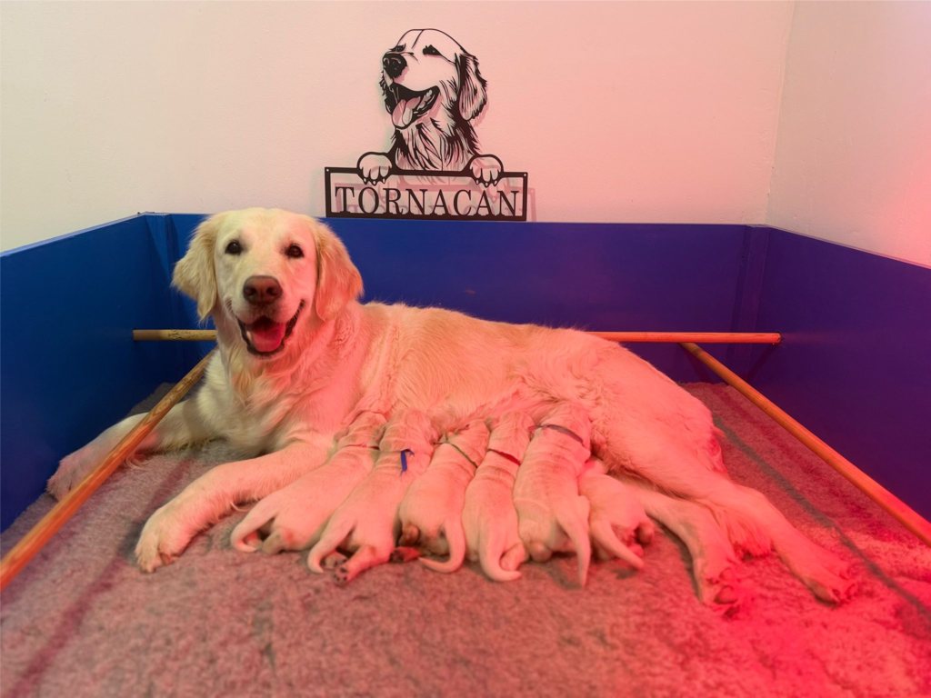 Camada Golden retriever