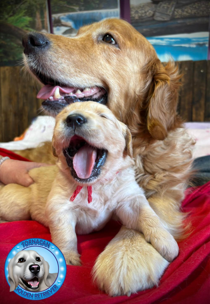 Camada El Planetario 10 ROJO